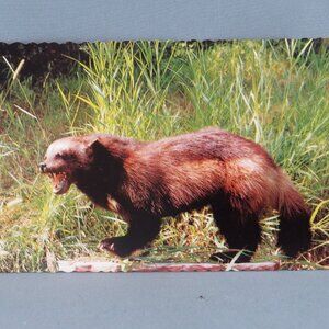 Vintage Postcard - Wolverine in a Field - Dexter Press
